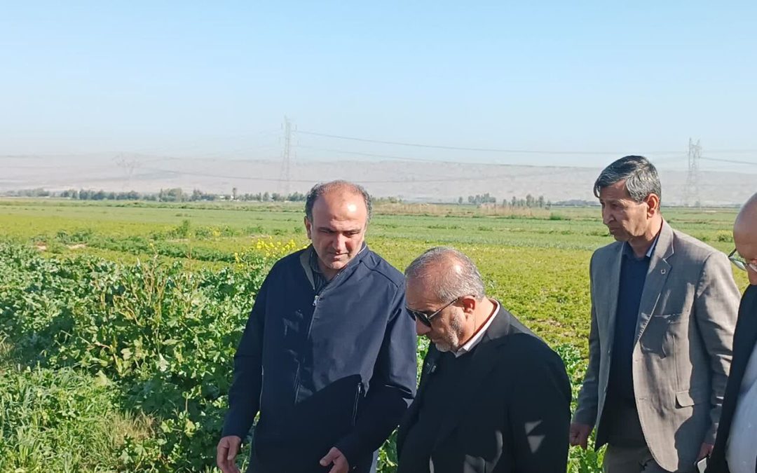 سرما تاکنون پنج همت به کشاورزی خوزستان خسارت زده است