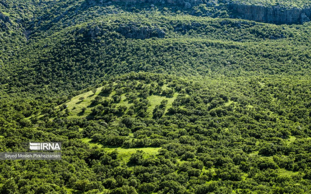 دنیای درختان را دوست بداریم