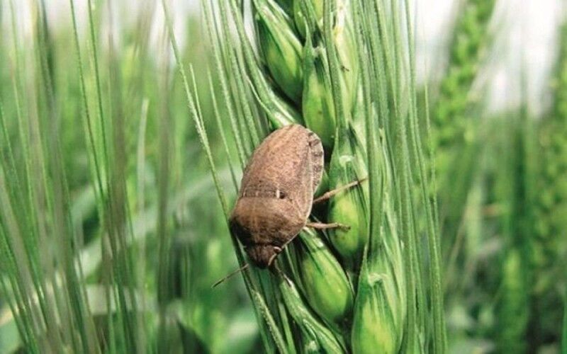 پیش‌بینی مبارزه با آفت سن گندم و جو در سطح ۳ میلیون هکتار