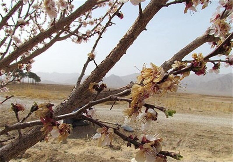 خسارت ۱۴۶ میلیارد تومانی سرمازدگی به بخش باغبانی شهرستان کوهسرخ