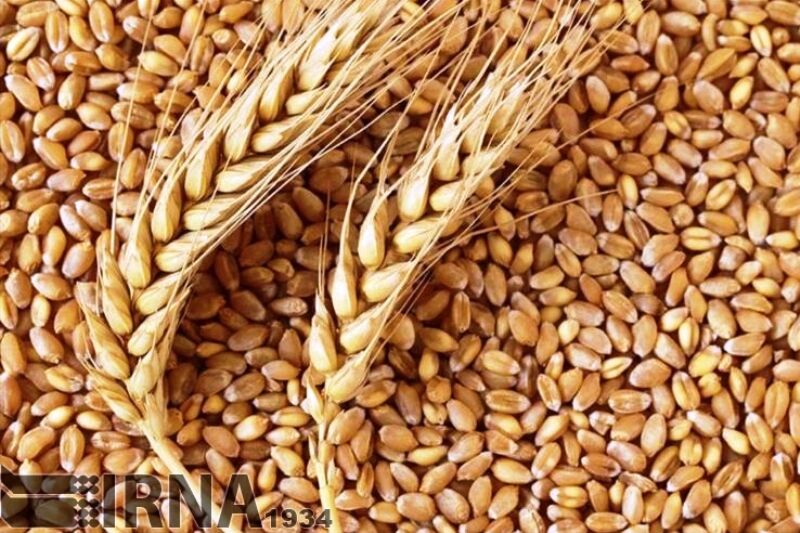 اهداف برنامه بیمه اجباری گندم و دانه‌های روغنی محقق شد
