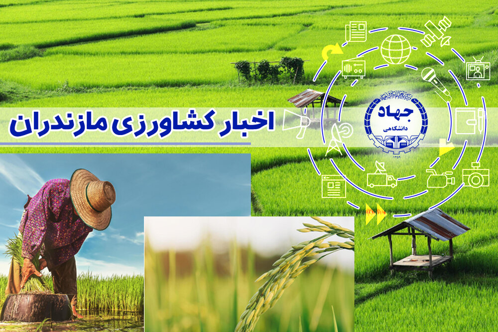 لزوم احیای پروژه‌های راکد کشاورزی و بازگرداندن آنها به چرخه تولید در مازندران
