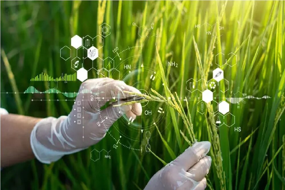 بررسی مولکولی بذر برنج برای رسیدن به تولیدی باکیفیت