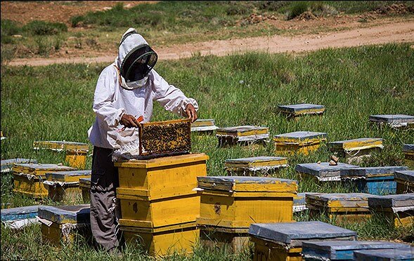 کاهش جمعیت زنبورها، هشداری برای امنیت غذایی و محیط‌زیست است/ واردات غیرقانونی ملکه‌های زنبورعسل به کشور