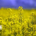 تامین ۳۰ درصدی نیاز داخلی روغن کشور با افزایش سطح زیرکشت کلزا